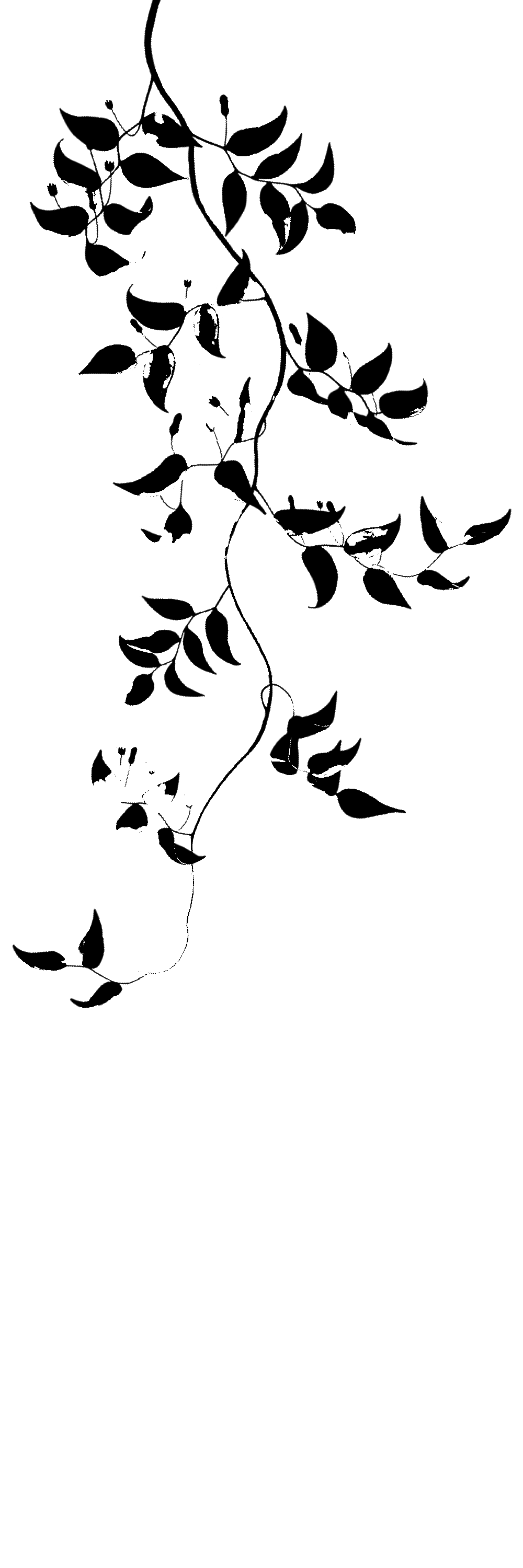 black-stems